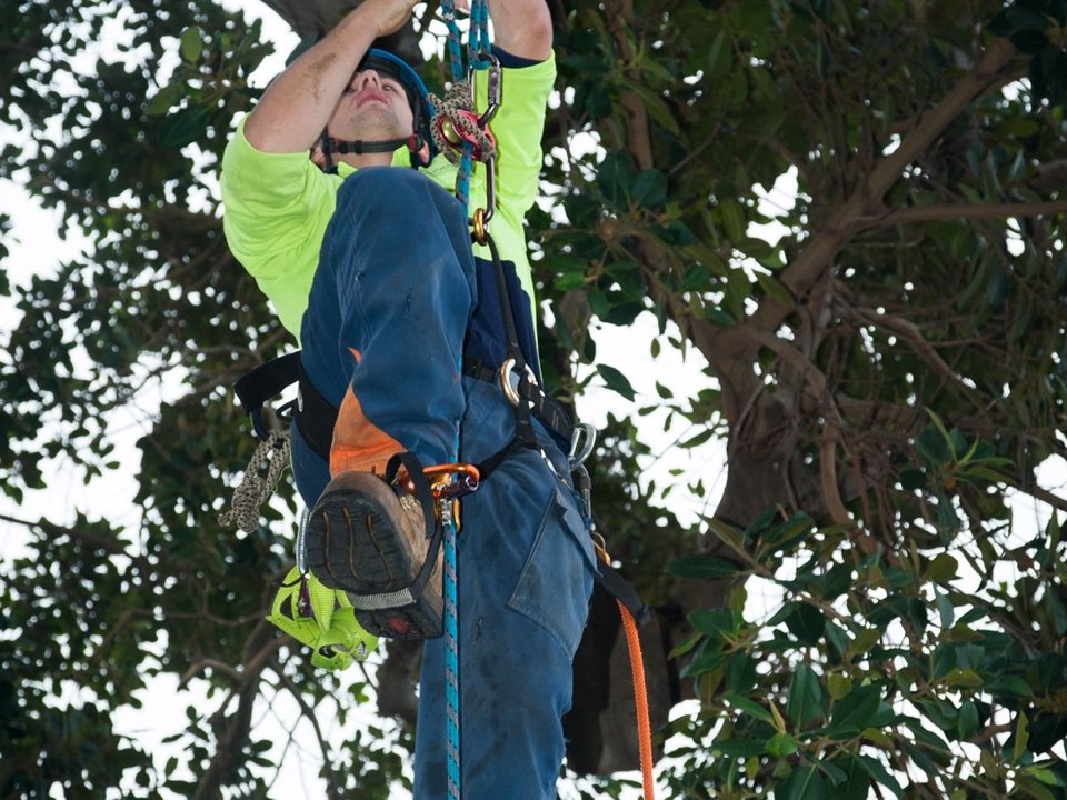 Qualified arborist working in a mature tree during a property survey in Angus