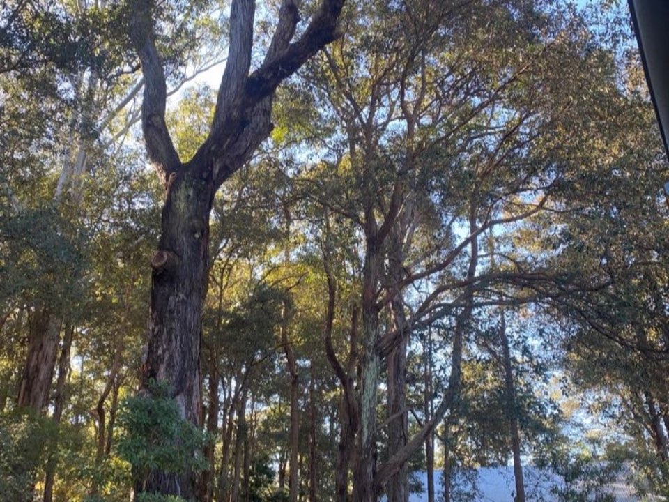 Mature trees in Angus parkland with a property visible in the background